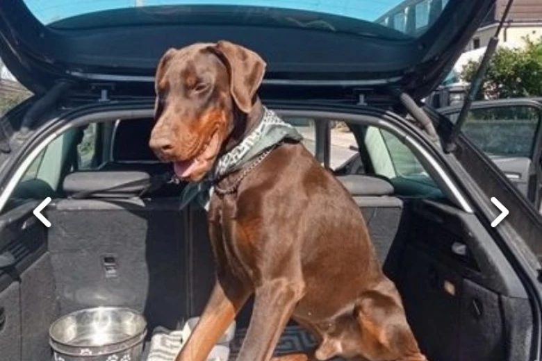 Doberman