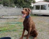 Doberman