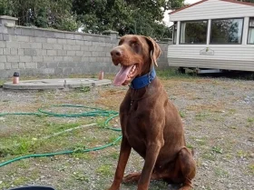 Doberman