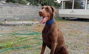 Doberman