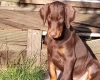 Doberman