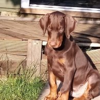 Doberman