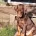 Doberman