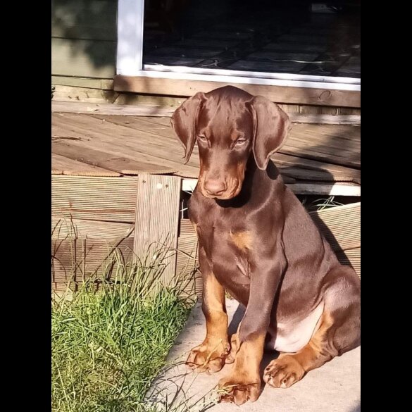 Doberman