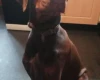 Doberman