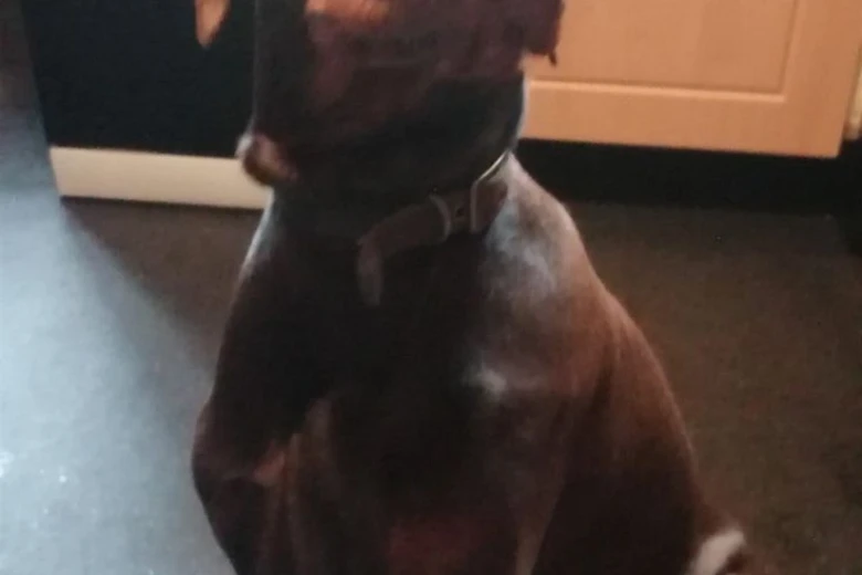 Doberman