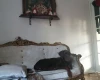 Doberman