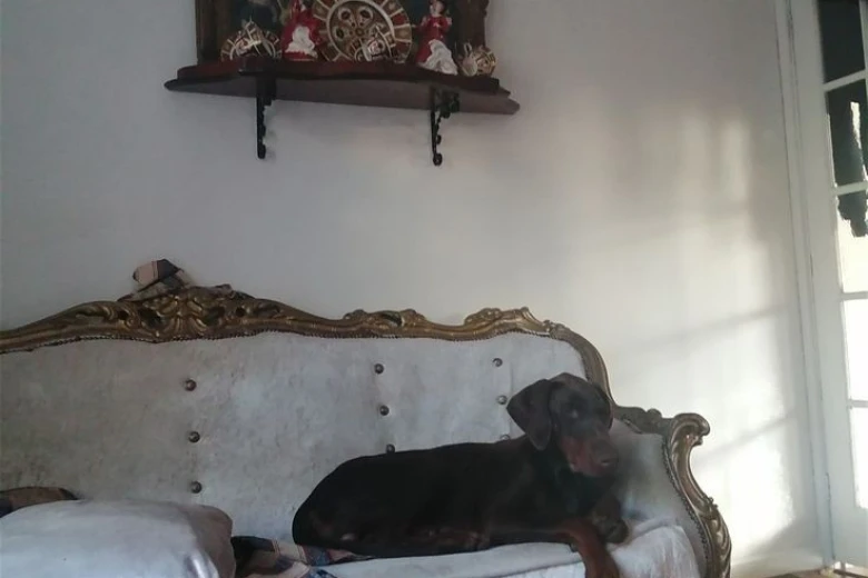 Doberman