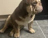 English Bulldog