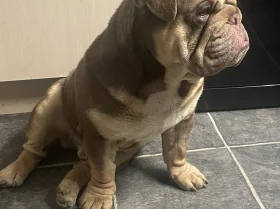 English Bulldog