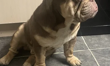 English Bulldog