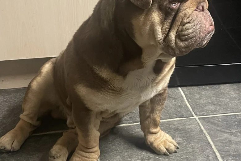 English Bulldog