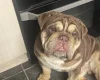 English Bulldog