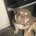 English Bulldog