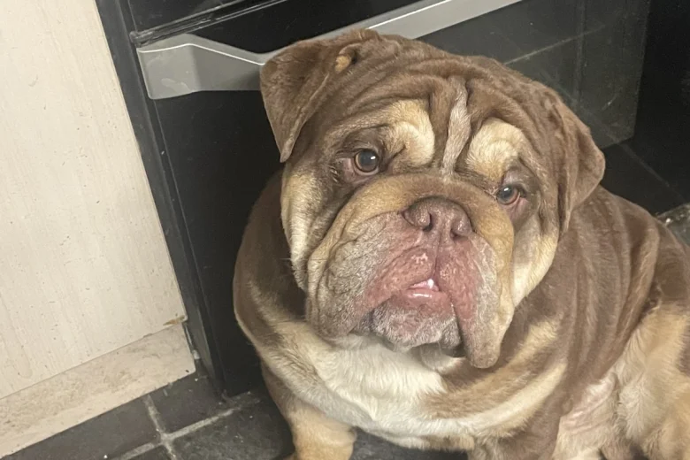 English Bulldog