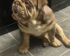 English Bulldog