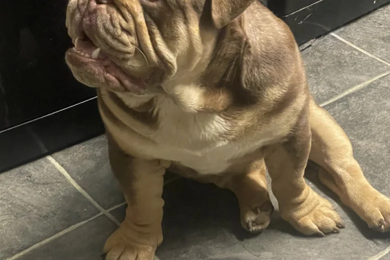 English Bulldog