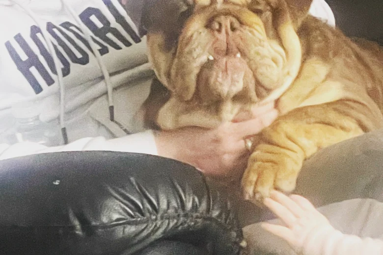 English Bulldog