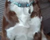 English Springer Spaniel