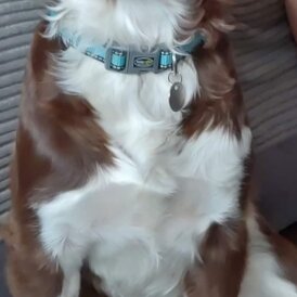 English Springer Spaniel