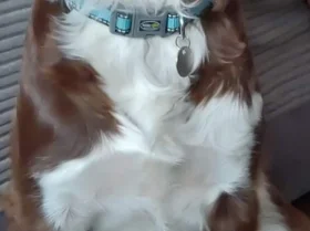 English Springer Spaniel