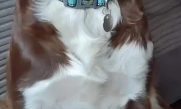 English Springer Spaniel