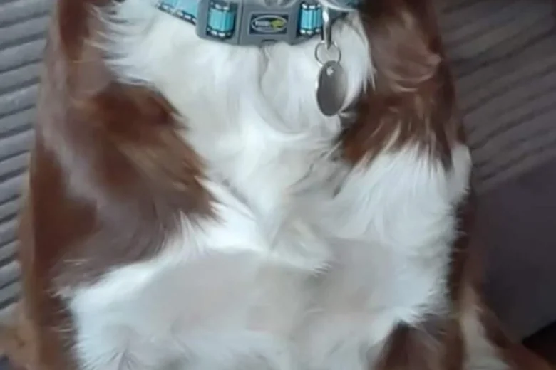 English Springer Spaniel