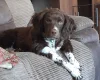 English Springer Spaniel