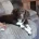 English Springer Spaniel