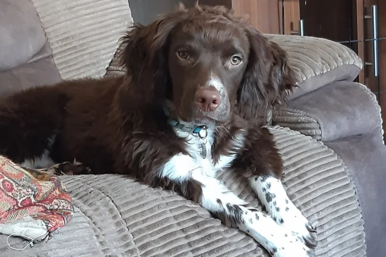 English Springer Spaniel