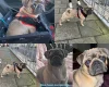 Pug