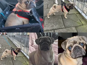 Pug