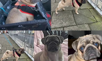 Pug