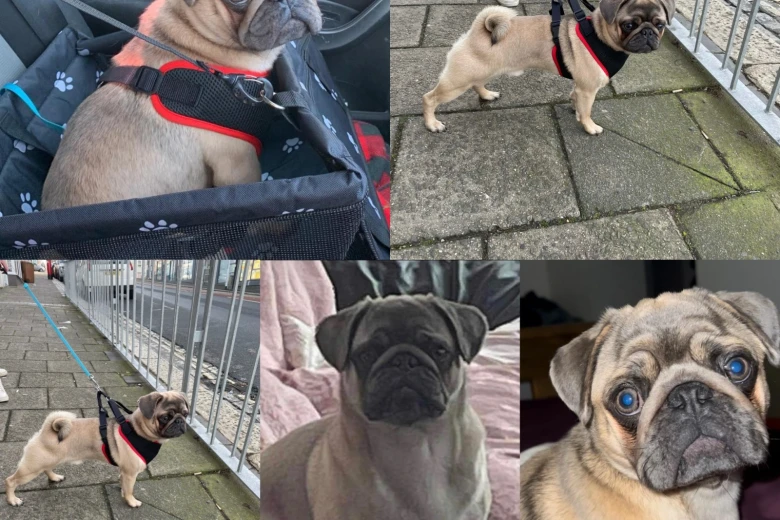 Pug