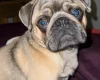 Pug