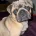 Pug
