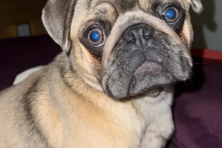Pug