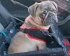 Pug