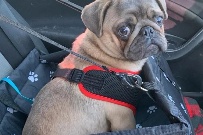Pug