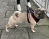 Pug