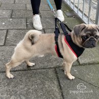 Pug