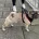 Pug
