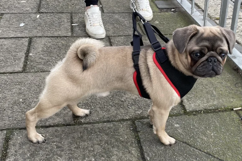 Pug