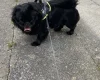 Pug