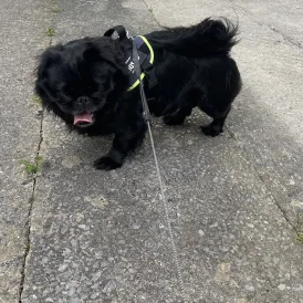 Pug