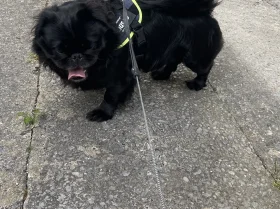 Pug