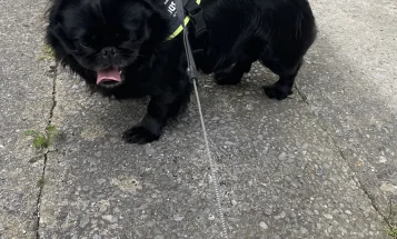 Pug