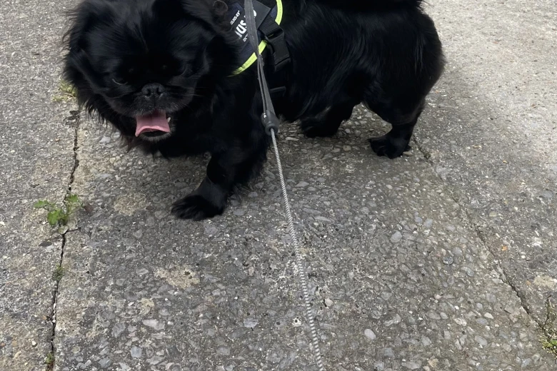 Pug