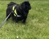 Pug