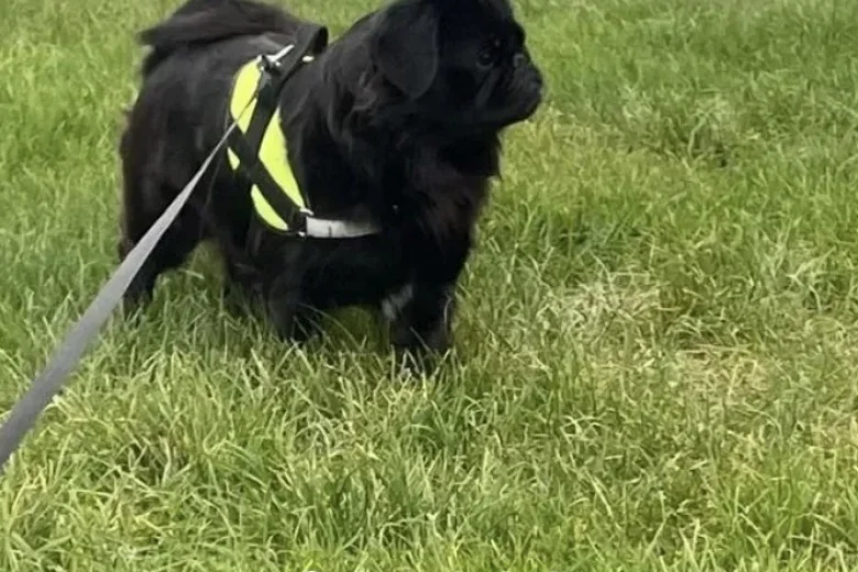 Pug